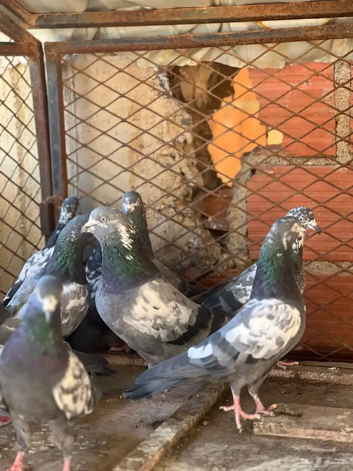 حمام بكستاني شينا(تم البيع ) 3