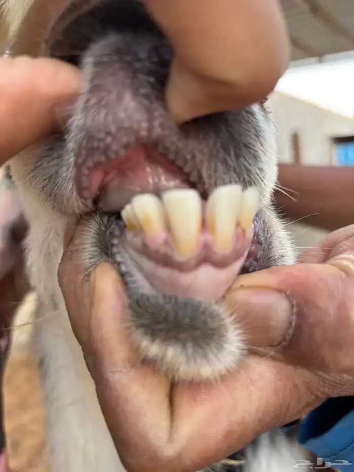 فحل هولندي مطور صنف مشروط و حارر و منتج و رباع 3