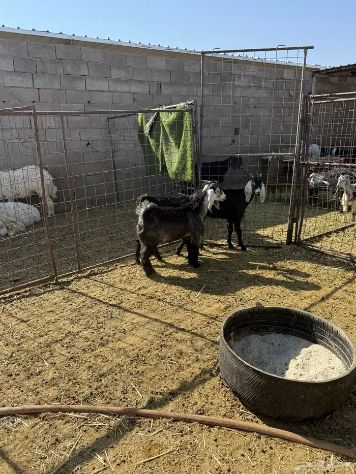 للبيع جفار شحم 1