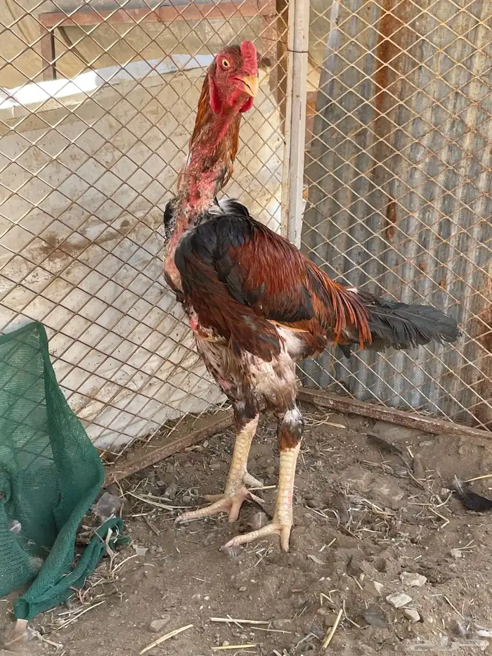 ديك باكستاني فايتر 1