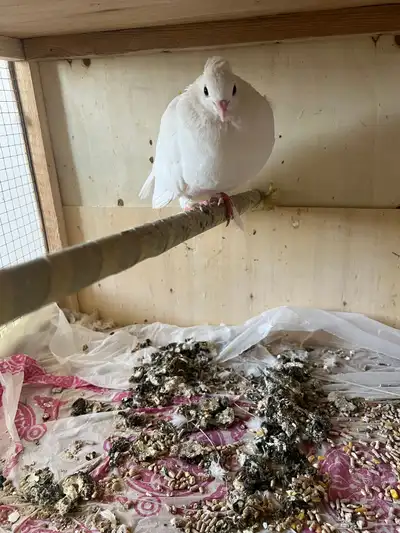 حمام صنعاوي. مع فرخ index