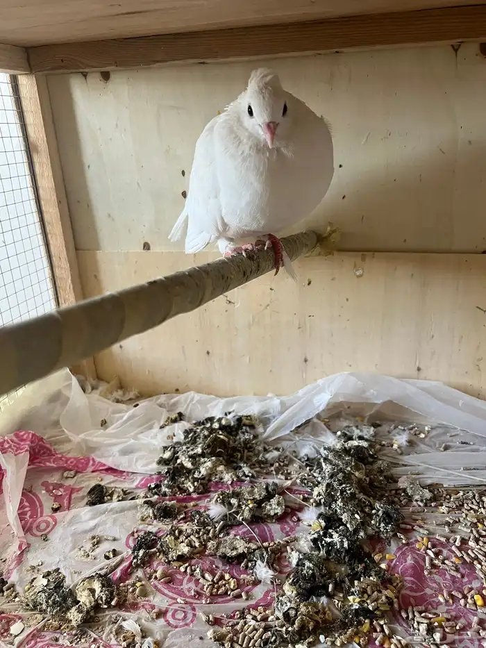 حمام صنعاوي. مع فرخ 3