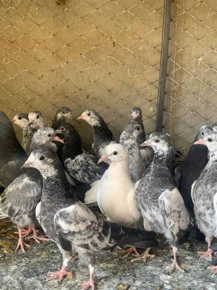 طبات حمام باكستاني طيار ( تم البيع ) 7