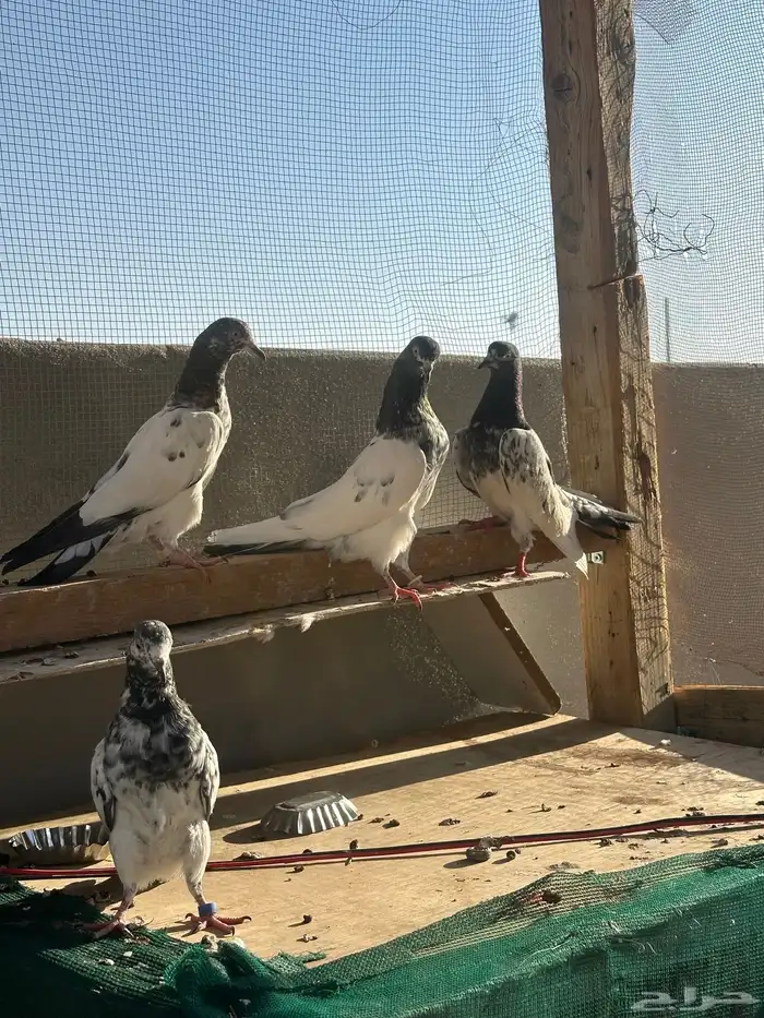 حمام للبيع 18