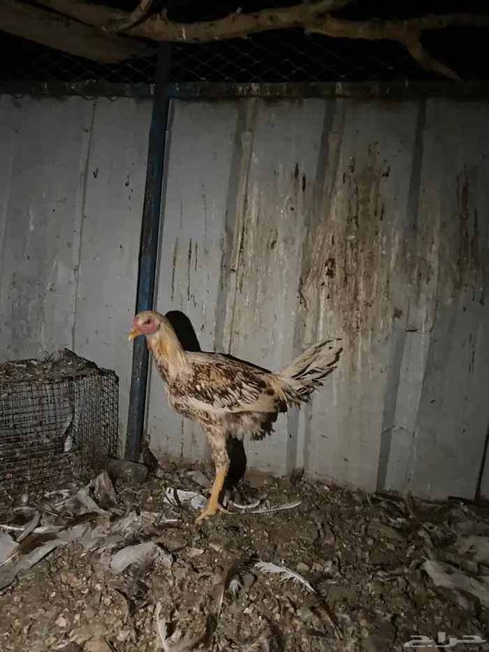 تم البيع الله يبارك 5