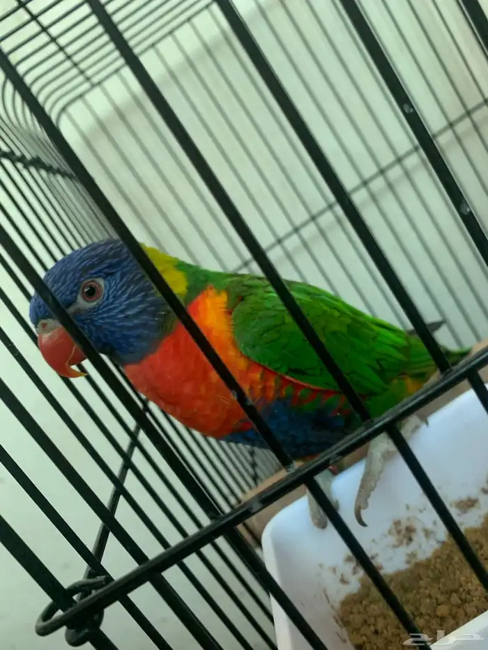 للبيع طير لوري اليف 1