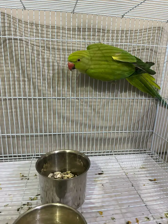 للبيع ببغاء الدره الهندي 1