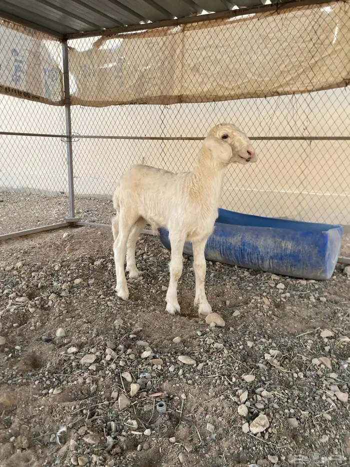 طلي صف اصف 1