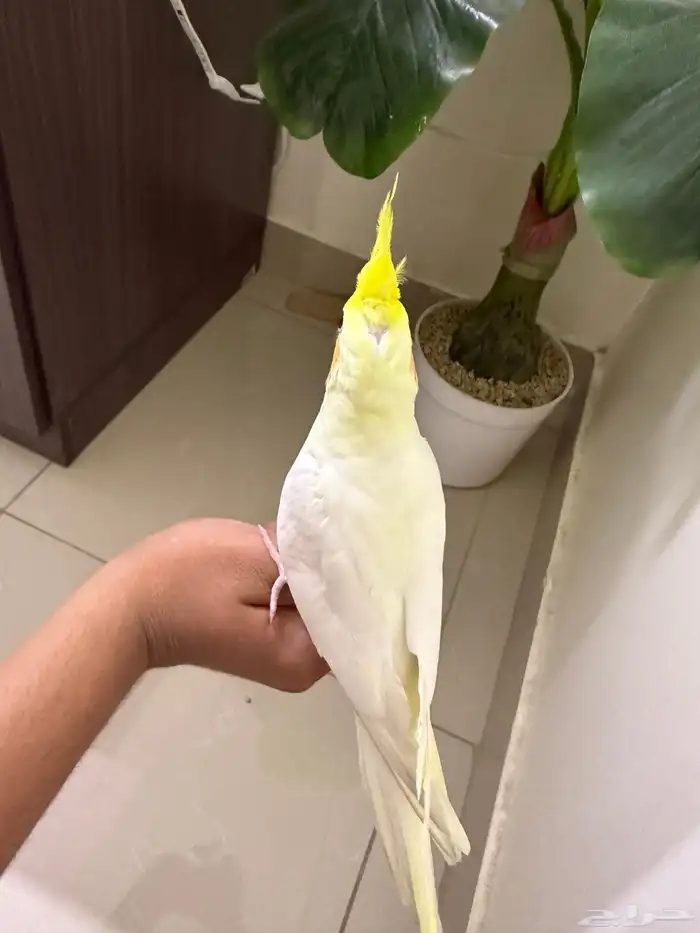 للبيع كروان متكلم لاتينو عيون حمر 1