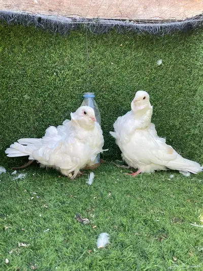 زوج كشكي لمن index