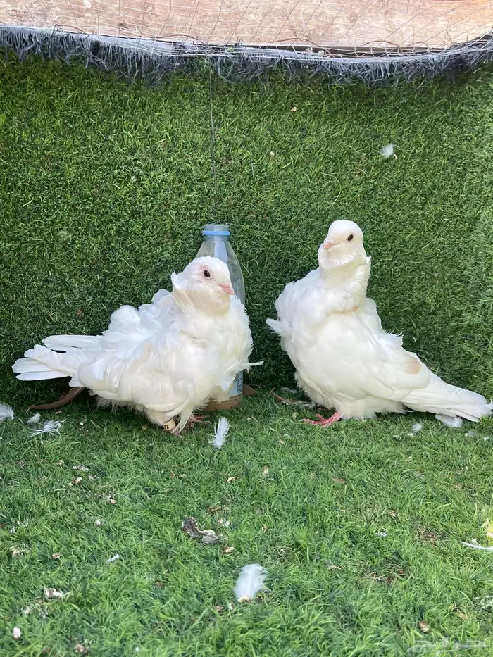 زوج كشكي لمن 2