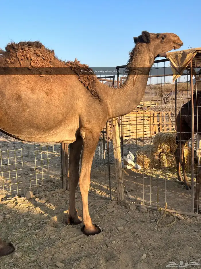 خلفه صفرا مجموع بالبن ب 11500 تم البيع 6