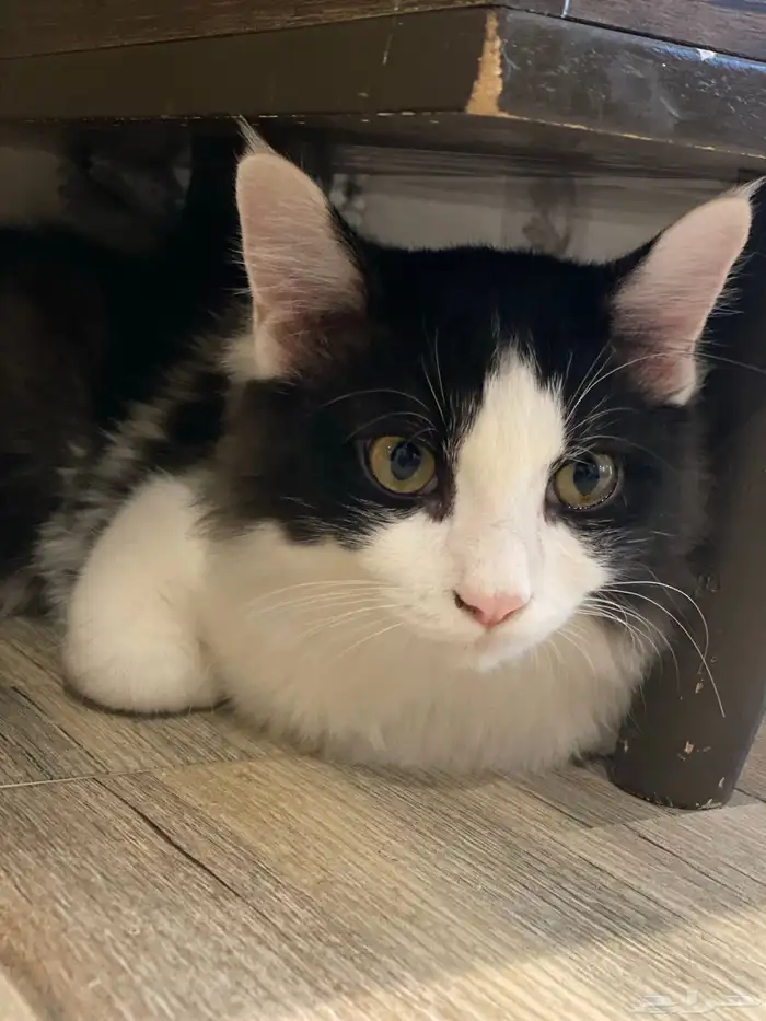 قطط للتبي المبرز 1