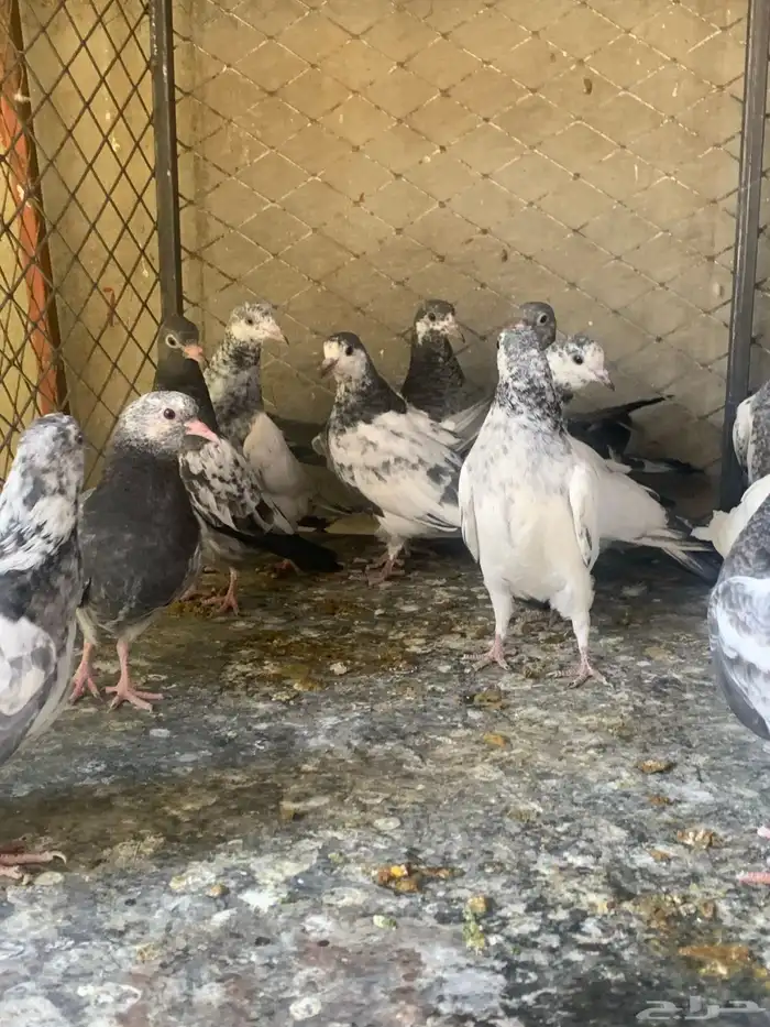 طبات حمام باكستاني طيار ( تم البيع ) 14