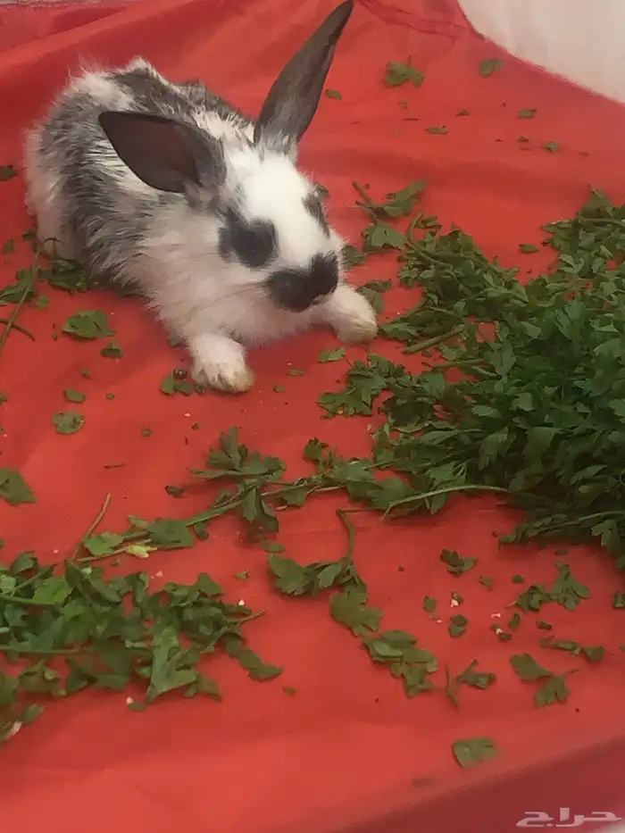أرانب للبيع 1