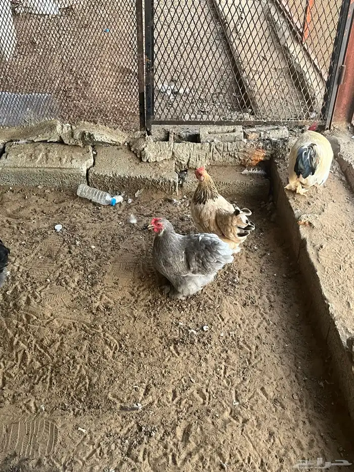 دجاج كوشن البيع 1