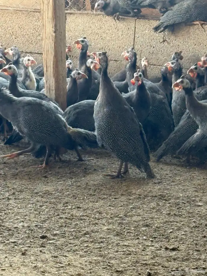 دجاج حبشي بشاير قريب البيض العمر خمس شهور 0