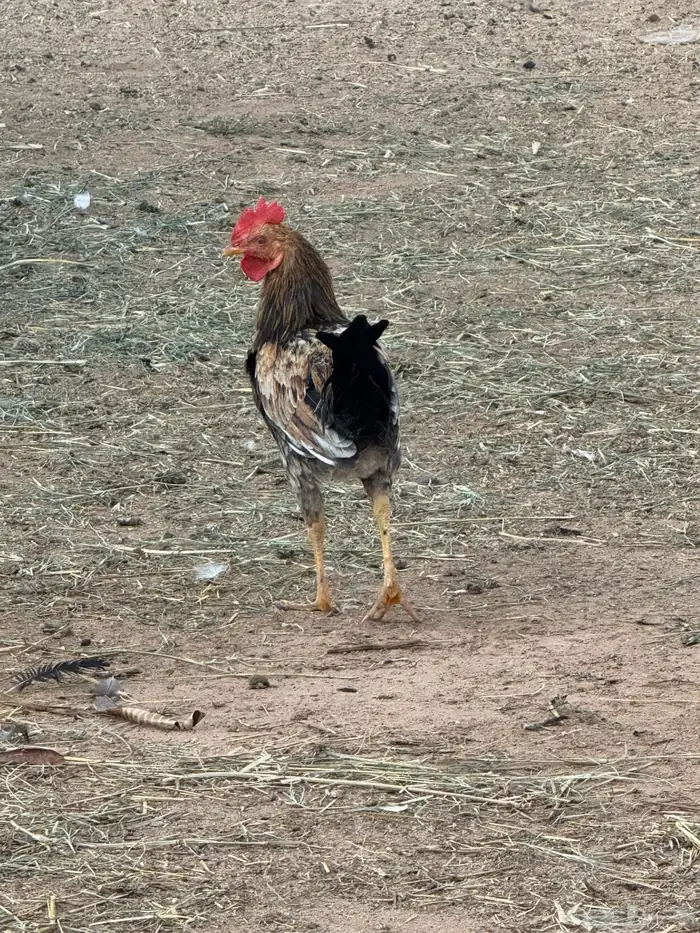 عدد 20 ديك للبيع تفريد وجمله 0