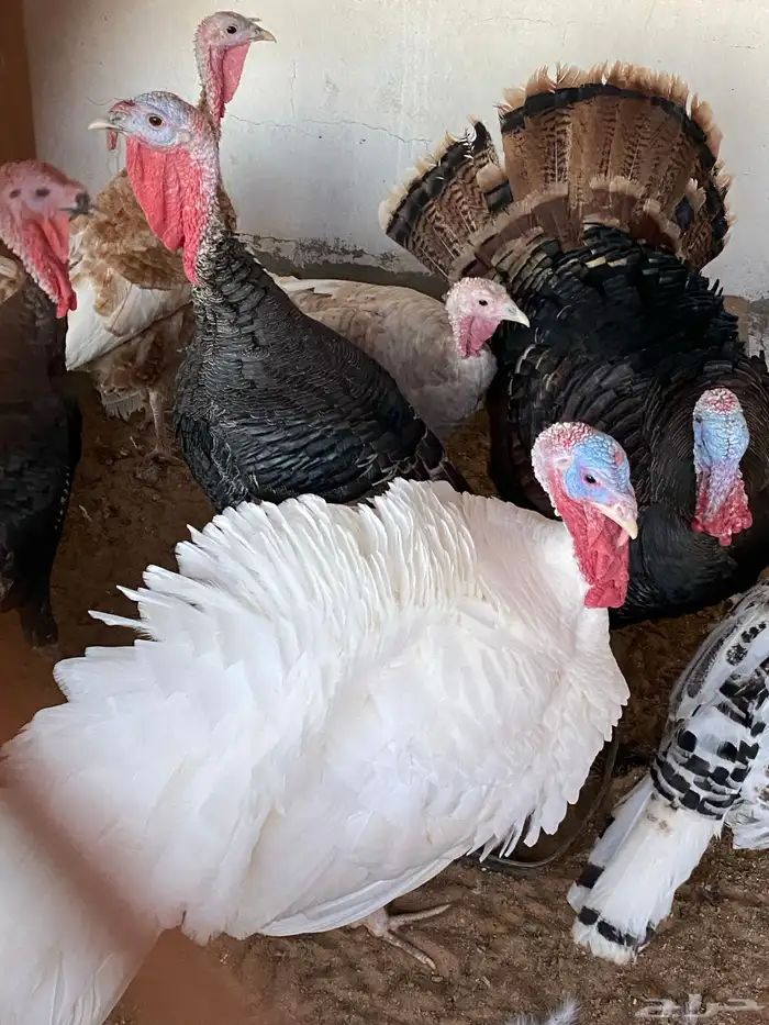 رومي كذالك وز للبيع 1