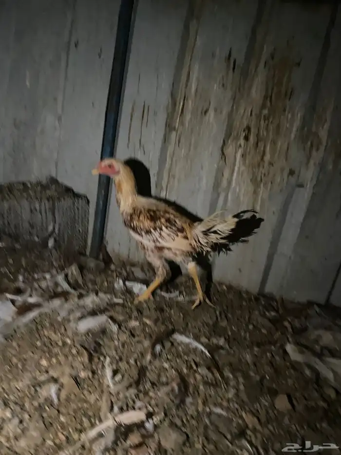 تم البيع الله يبارك 6