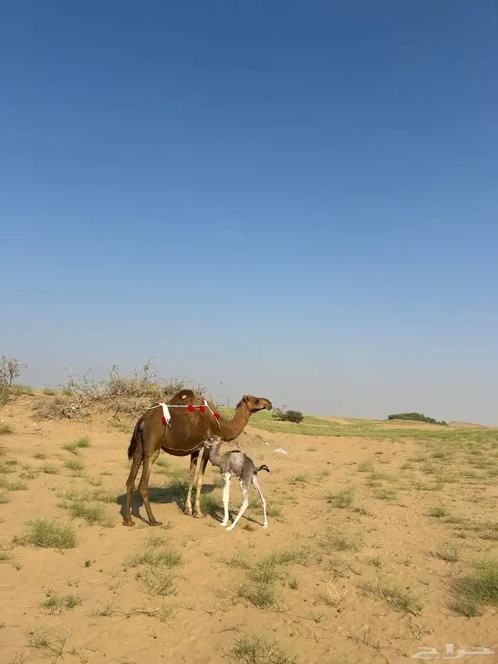 خلفه ساحليه دهما طبع وحليب وافر جدا 3
