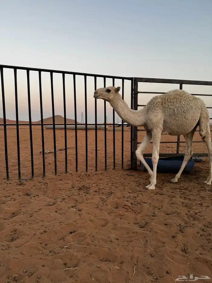 حاشي قصب طيب 2