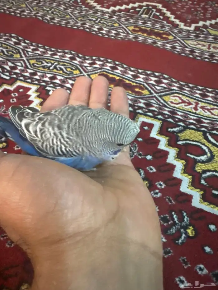 9فروخ بابدجي وهوقو ودرده ووردتين الاحساء المبرز 3