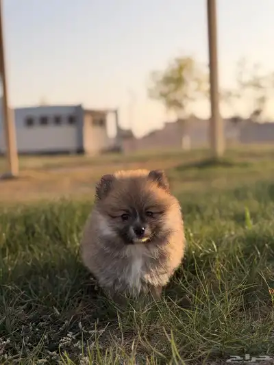 كلاب بومرينيان index