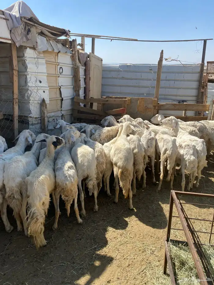 24 شاه غنم مسراح 14