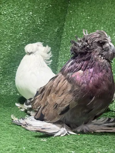 حمام بخاره 0