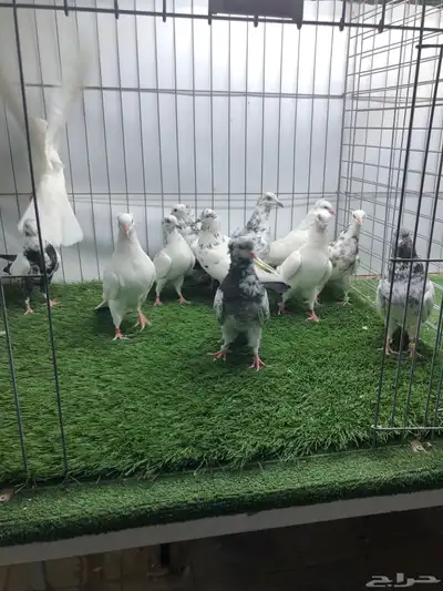 مجموعة هايفلير وهندي index