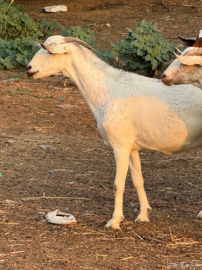 ماعز جروم 3