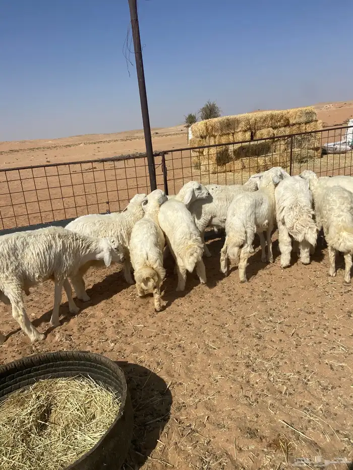 بهم حري خرفان 10