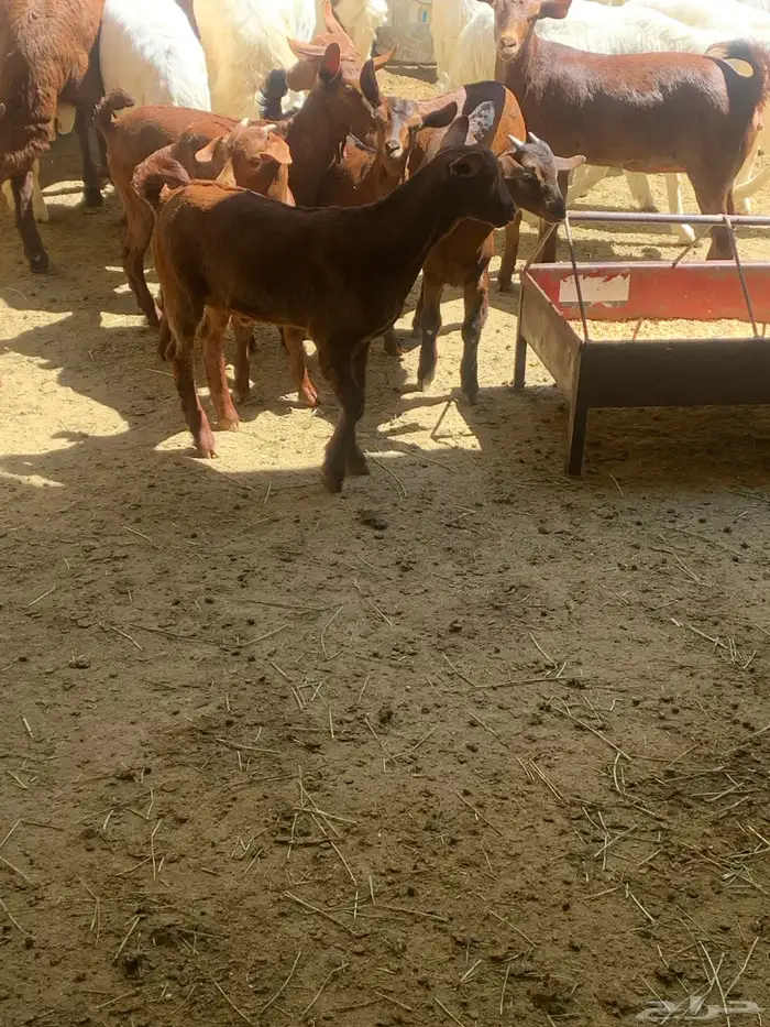 معزا جنوبيه مراح طيبه كلها من الجدعه الى السديدس تحتها تسعه 1