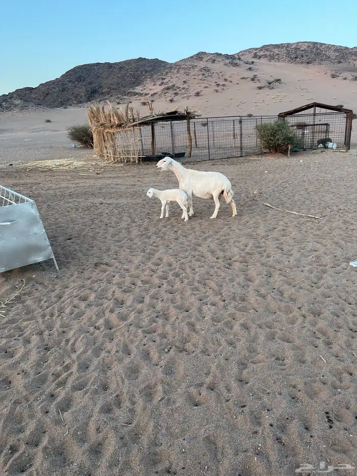 حريه والد روم معها رخل الموقع الحناكيه 1