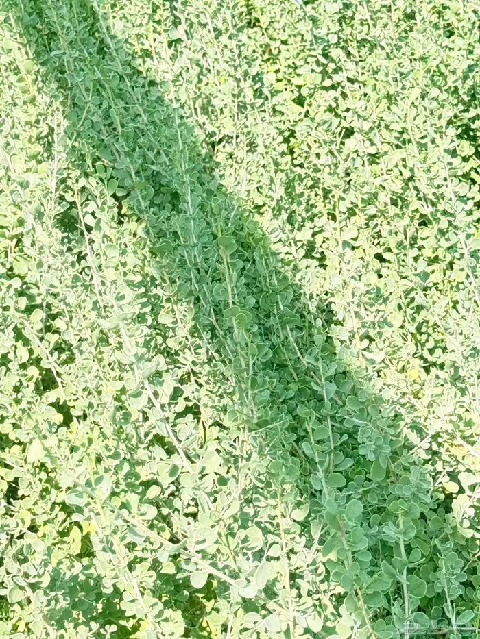 اشجار بريه وزينه 1