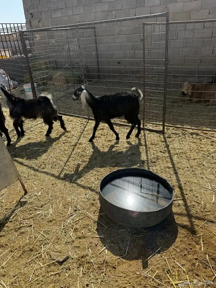 للبيع جفار شحم 3