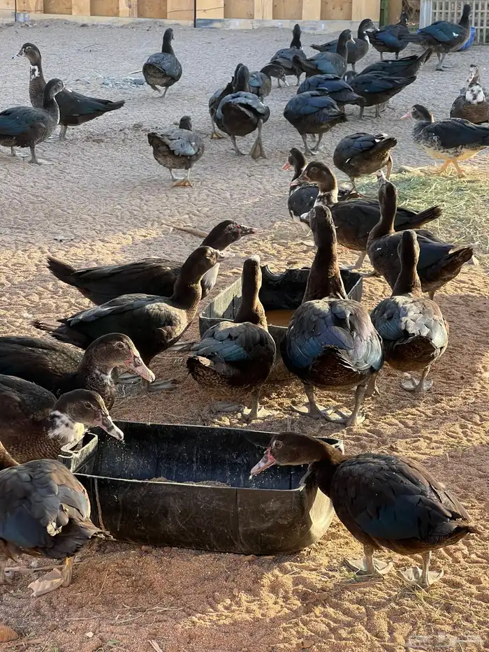 بط بلدي مسكوفي 0