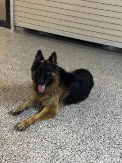 جيرمن شيبرد بلاك اند تان index