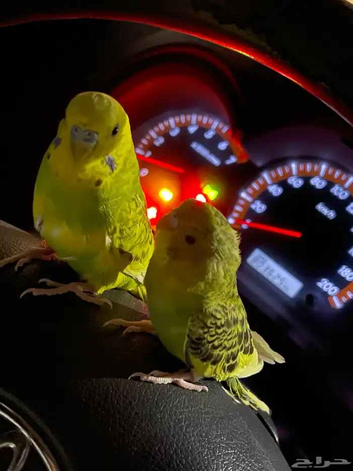 مطلوب انثى بادجي 0