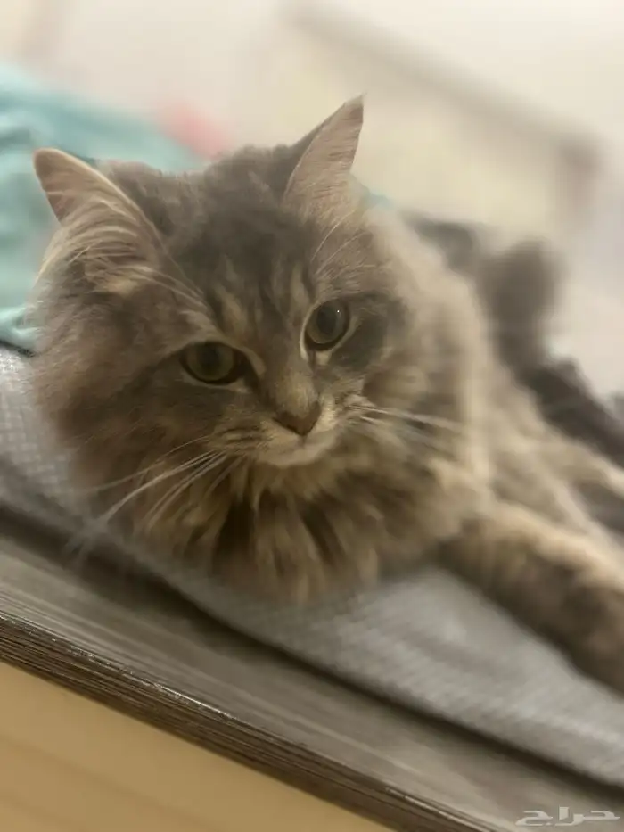 قط هملايا للتبني 1