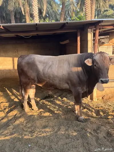 ثور الماني index