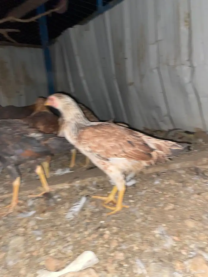 تم البيع الله يبارك 4