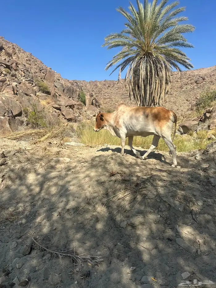 بقره للبيع 0