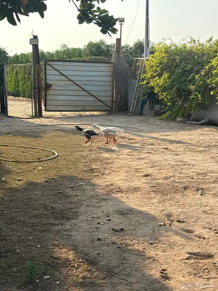 وز ذكر و انثتين 9