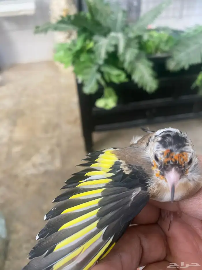 حسون سوري فرخ ذكر تم البيع 5