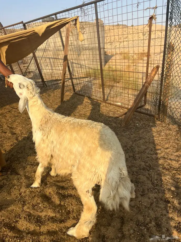 حريات ذبائح مقفلة شحم ولحم على الشرط 1