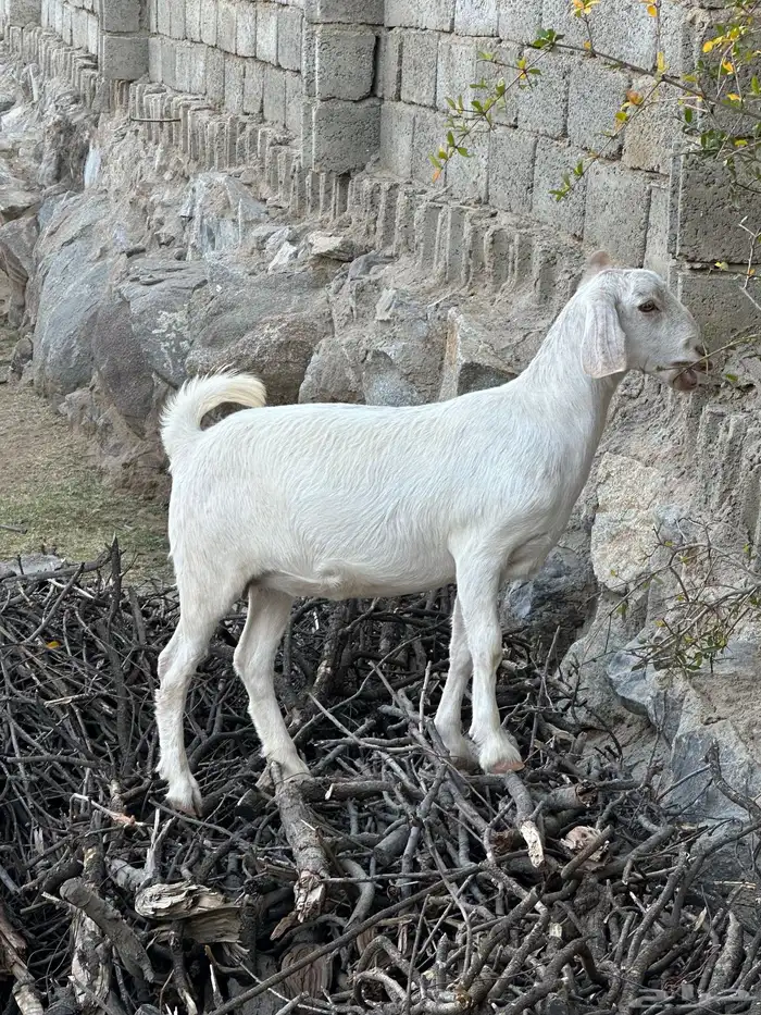 عناق فل شحم او مقنى 8