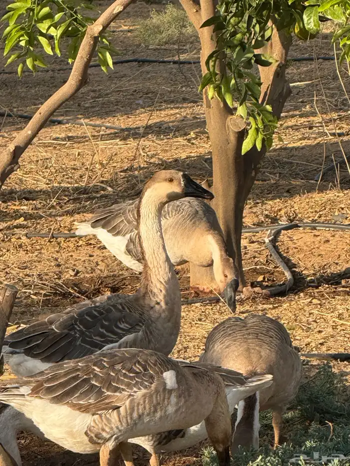 وز عراقي (توصيل مجاني داخل البكيرية ) 11