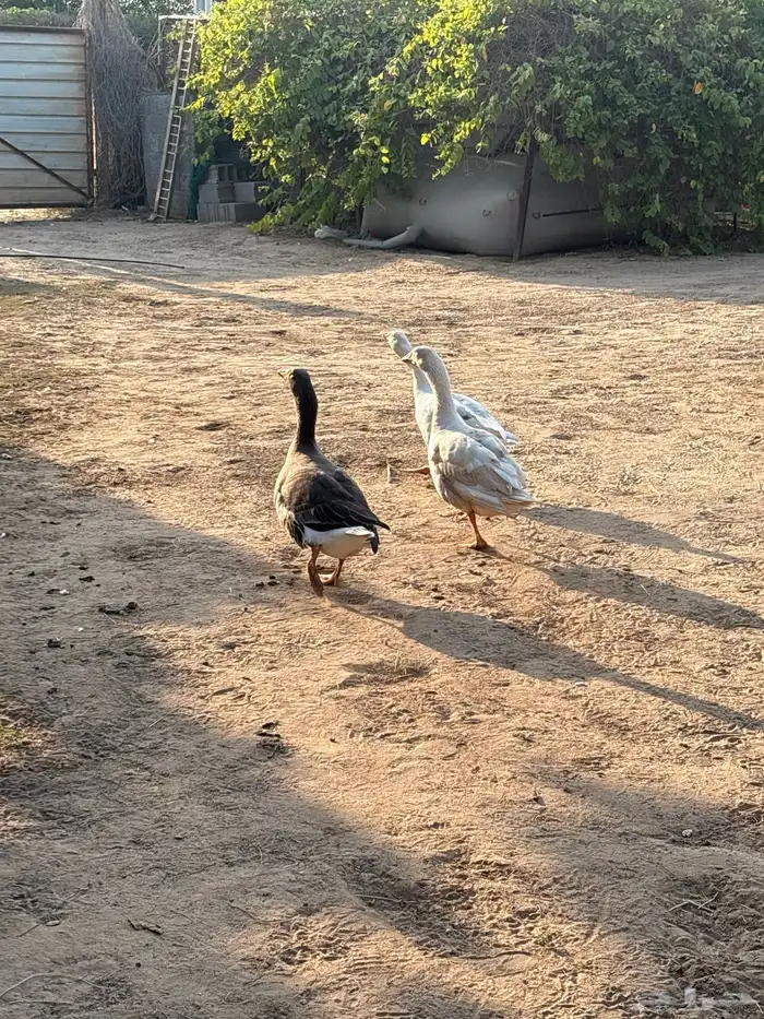 وز ذكر و انثتين 4